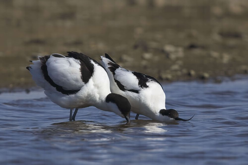 Avocet Collection 25 Photography Art | Followmyprints