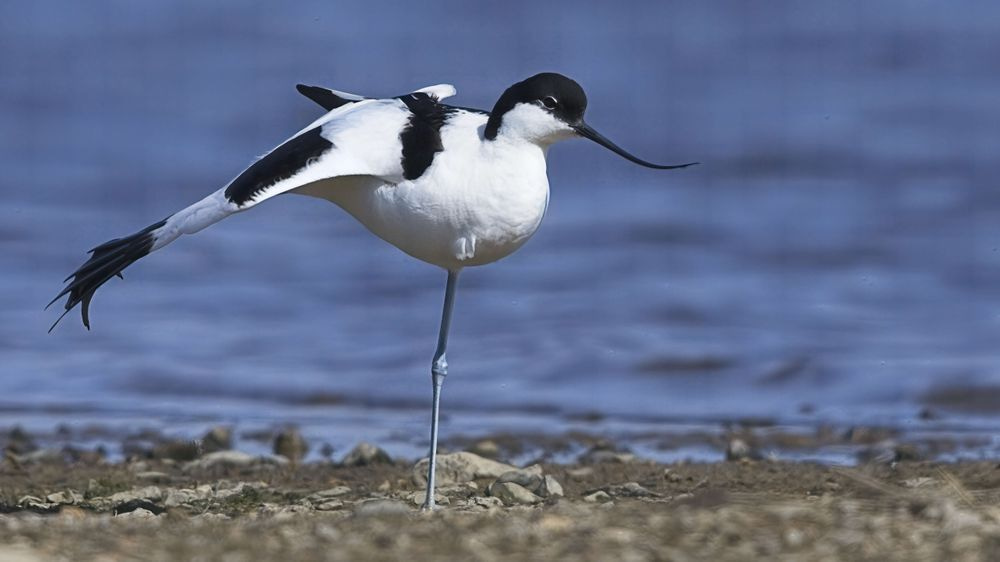 Avocet Collection 26 Photography Art | Followmyprints