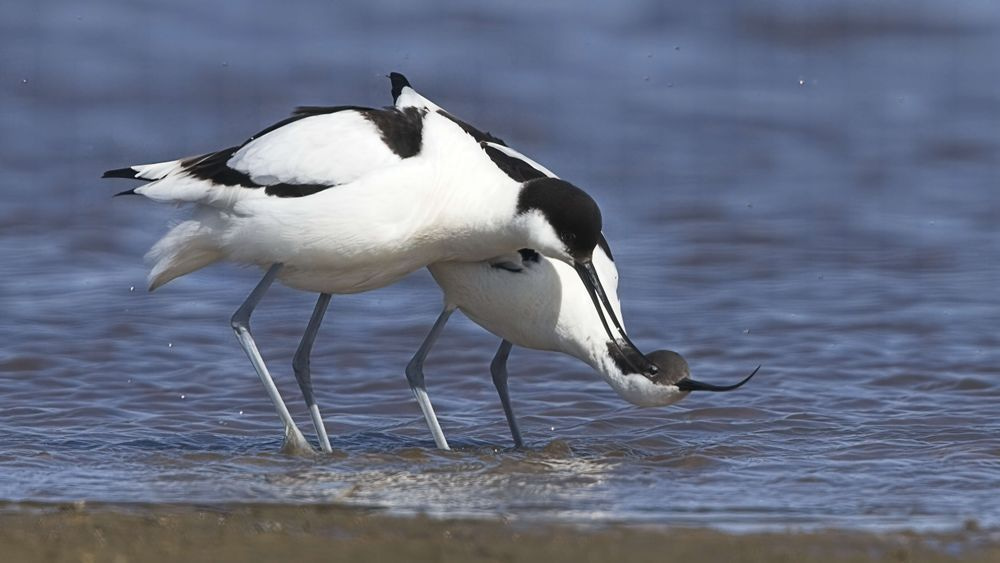 Avocet Collection 27 Photography Art | Followmyprints