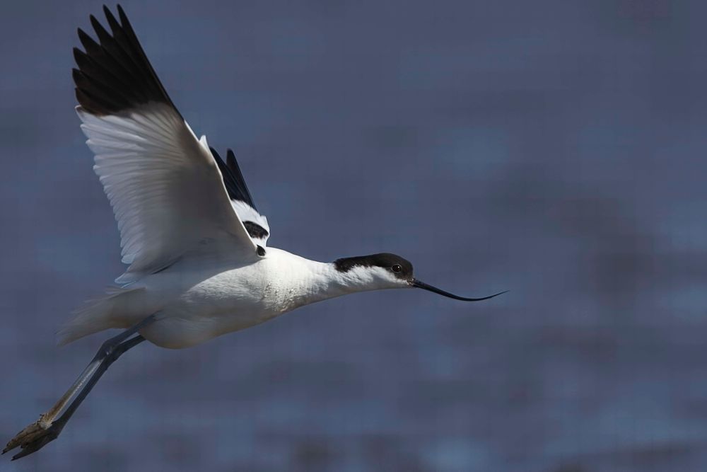 Avocet Collection 24 Photography Art | Followmyprints
