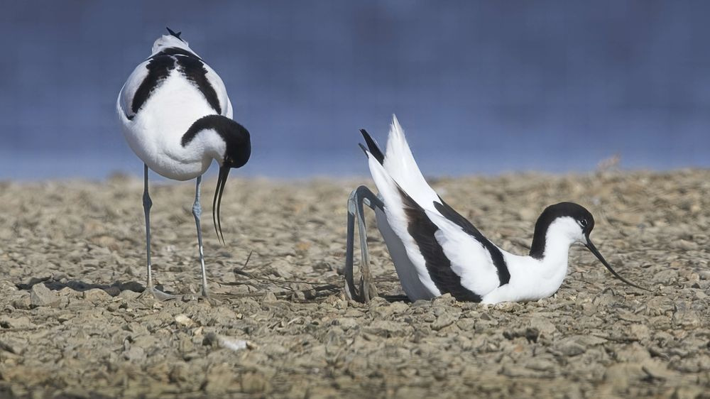 Avocet Collection 21 Photography Art | Followmyprints