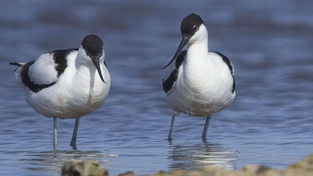 Avocet Collection 22 Photography Art | Followmyprints