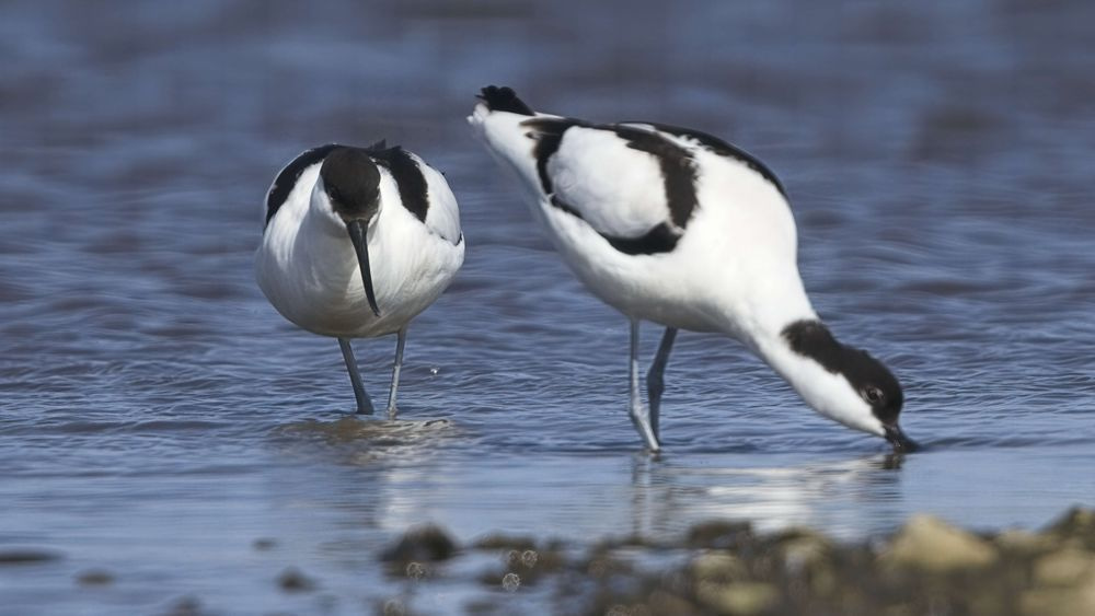 Avocet Collection 23 Photography Art | Followmyprints