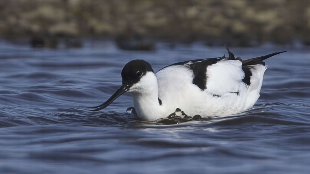 Avocet Collection 20 Photography Art | Followmyprints