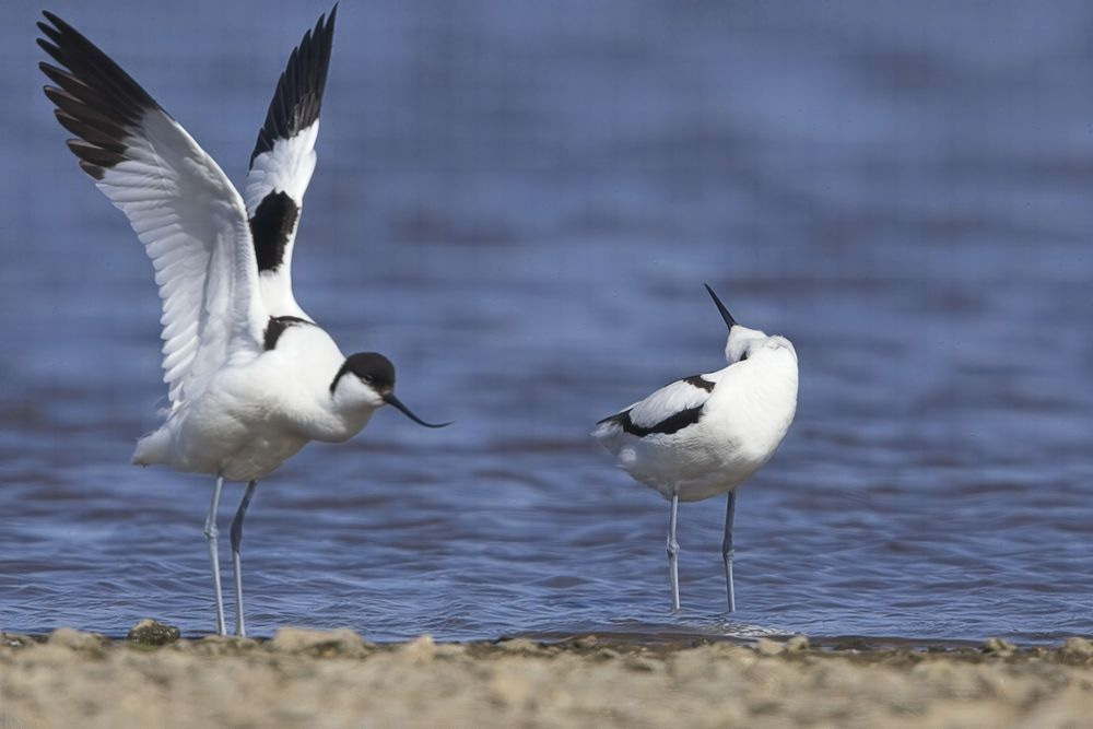 Avocet Collection 29 Photography Art | Followmyprints