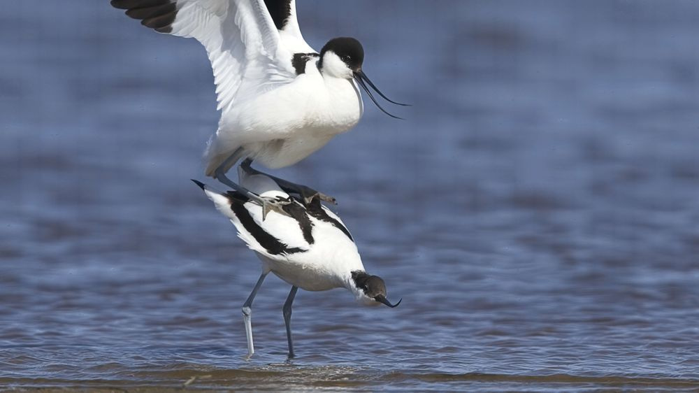 Avocet Collection 28 Photography Art | Followmyprints