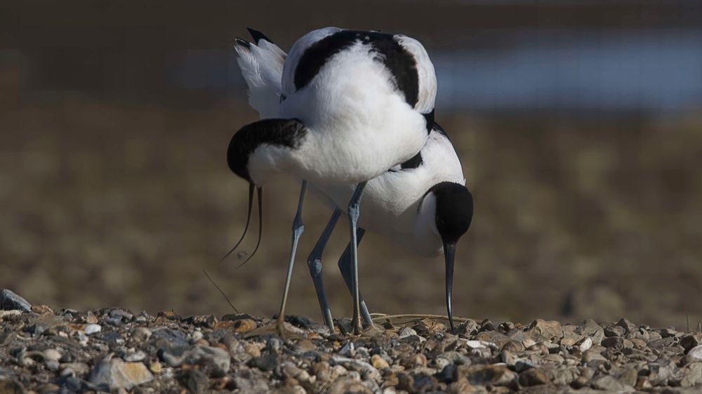 Avocet Collection 2 Photography Art | Followmyprints