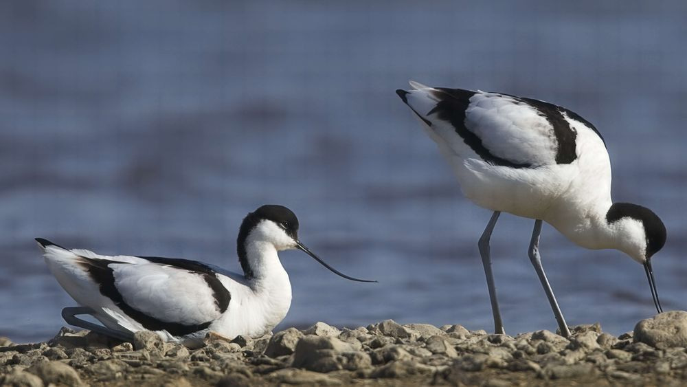 Avocet Collection 9 Photography Art | Followmyprints