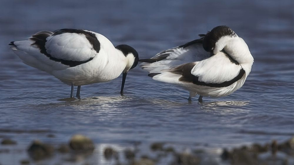 Avocet Collection 8 Photography Art | Followmyprints