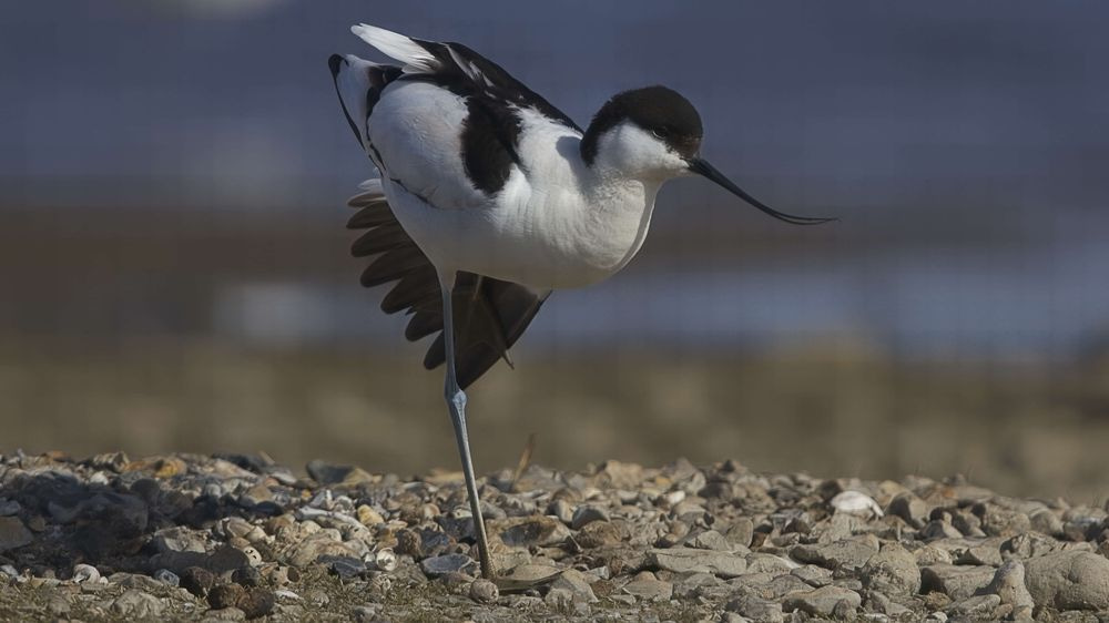 Avocet Collection 5 Photography Art | Followmyprints
