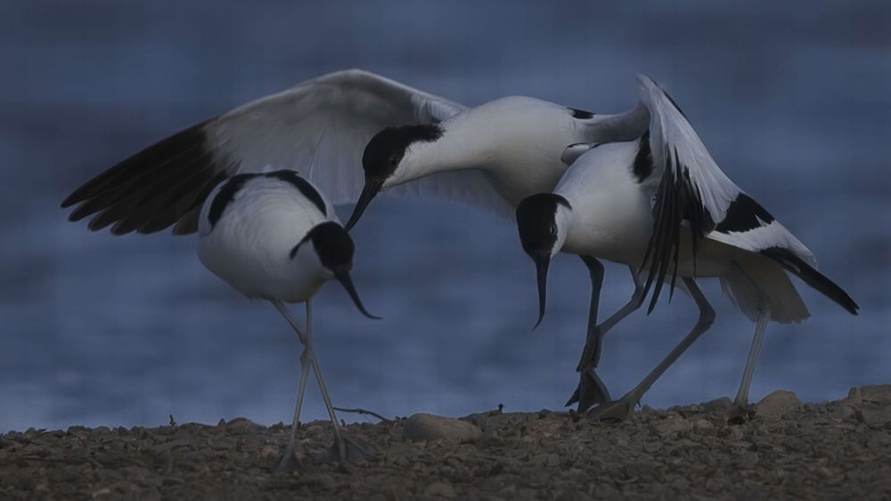 Avocet Collection 7 Photography Art | Followmyprints