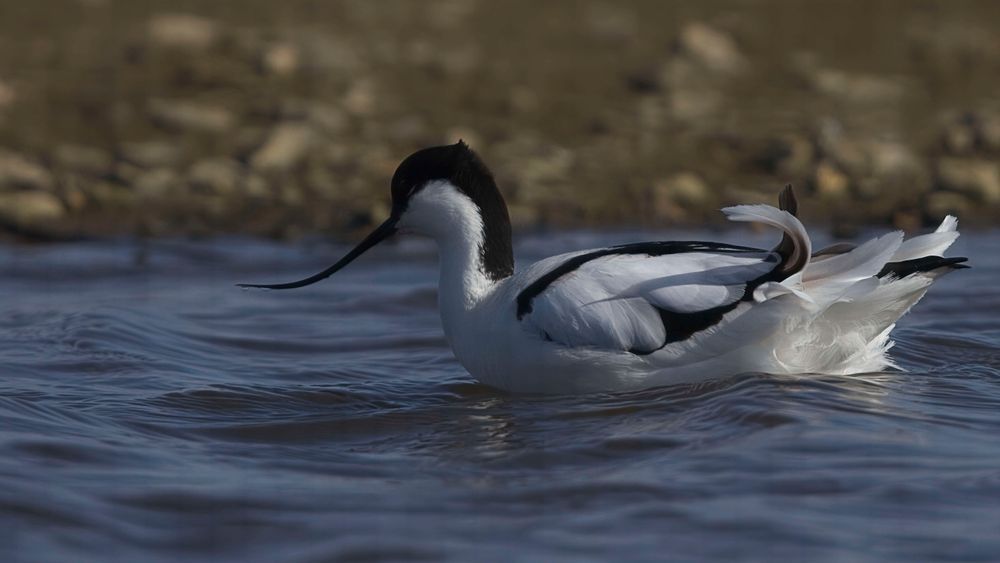 Avocet Collection 6 Photography Art | Followmyprints