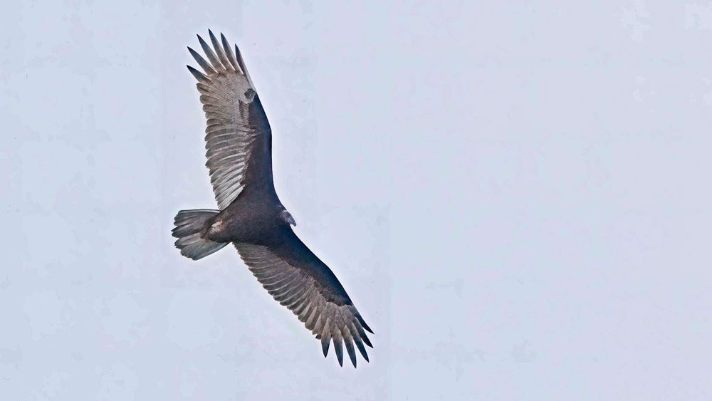 Egyptian Vulture Photography Art | Followmyprints