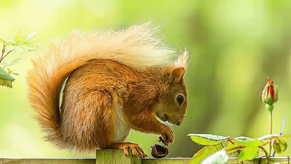 Red Squirrel with Nut – Artistic Isle of Wight Wildlife Photography
