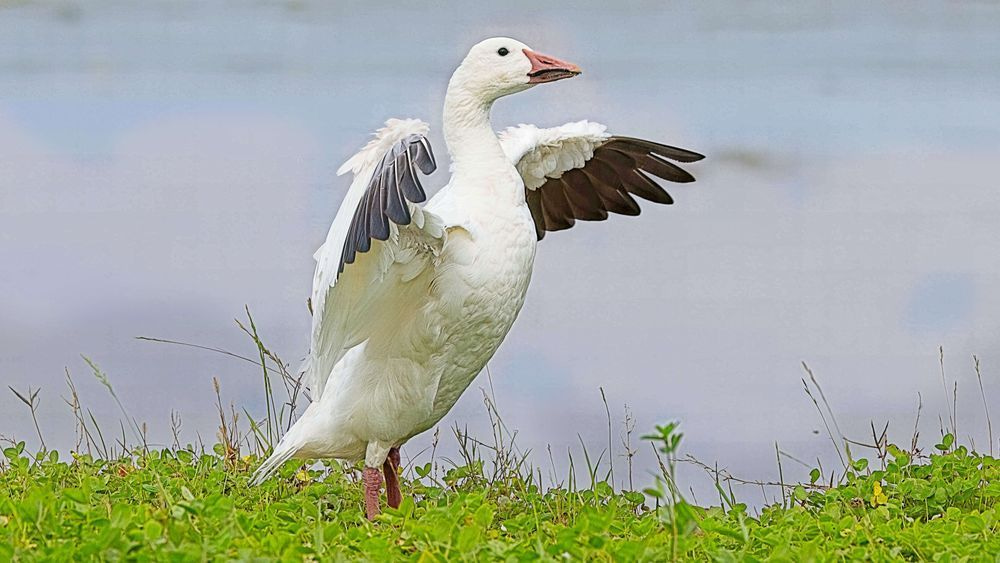 Snow Goose 4 Photography Art | Followmyprints