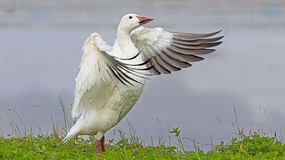 Snow Goose 2 Photography Art | Followmyprints