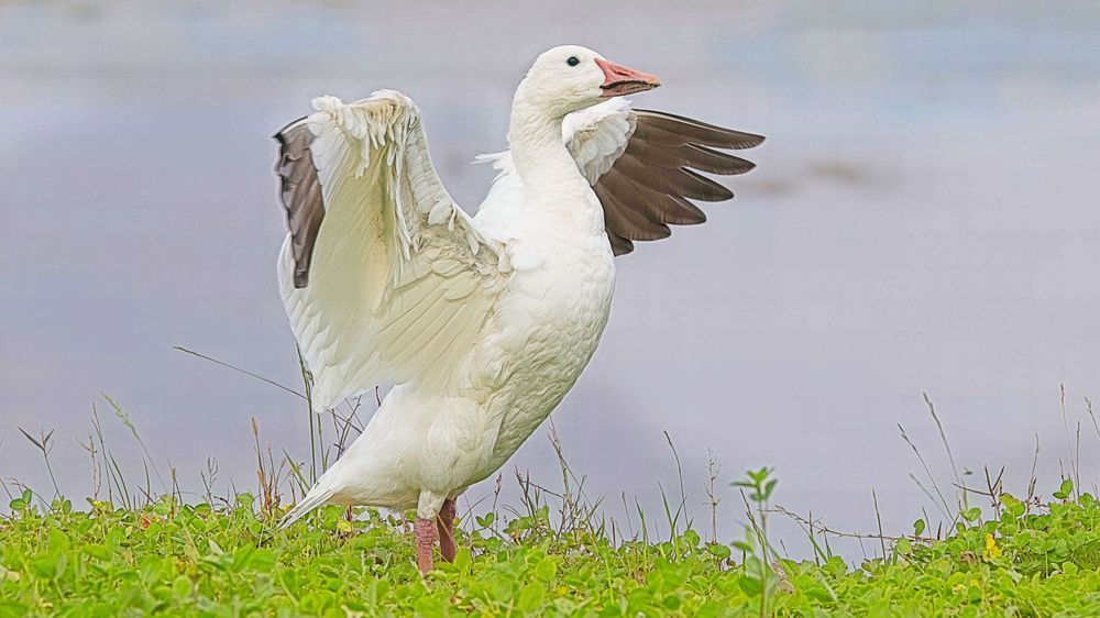 Snow Goose 3 Photography Art | Followmyprints