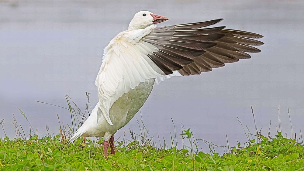 Snow Goose 1 Photography Art | Followmyprints