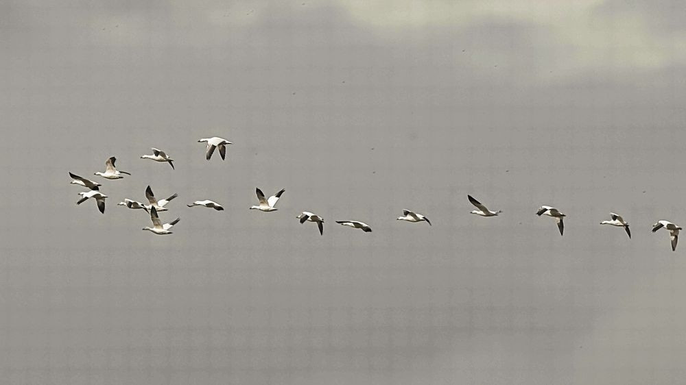 Snow Geese In Flight Photography Art | Followmyprints