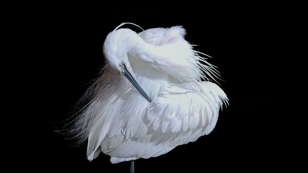 Preening Little Egret Photography Art | Followmyprints