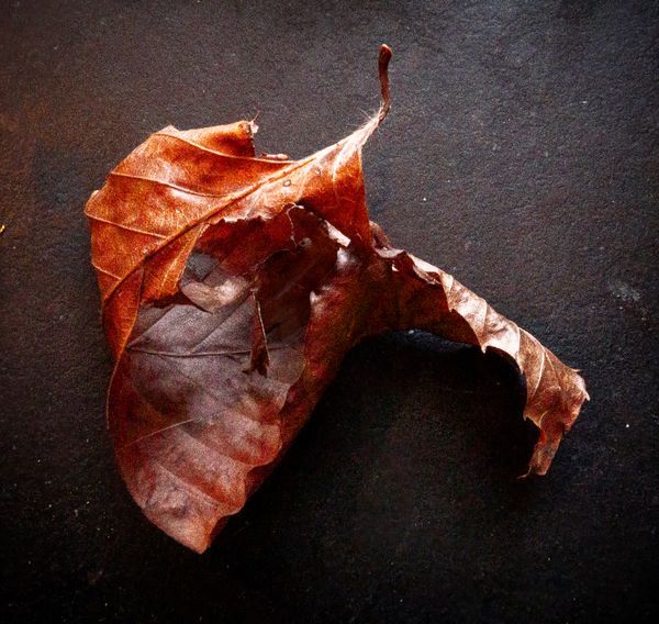 Still Life