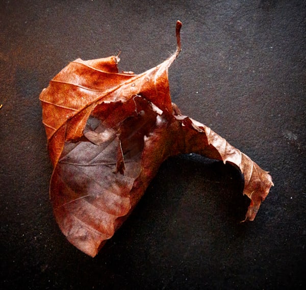 Brown Leaf