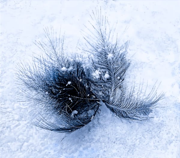 Feather on Snow