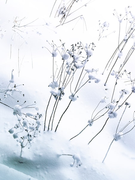 Garden Twigs in Snow