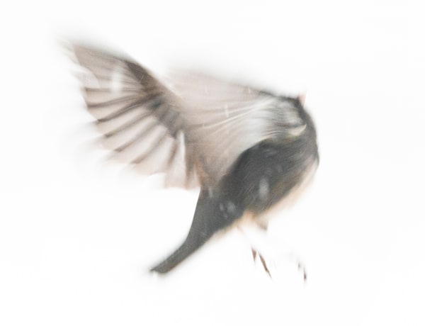 Junco Flying Legs Out