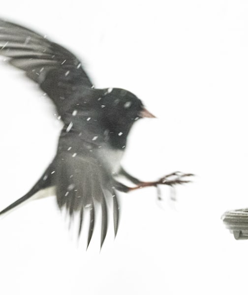 Junco Landing
