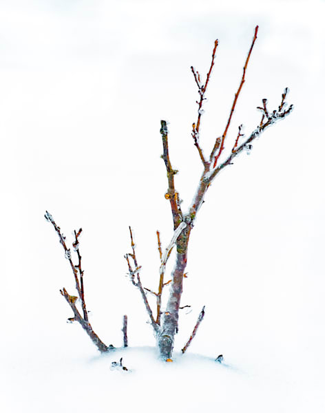 Ice on Small Tree