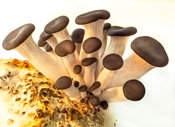 Oyster Muchrooms
