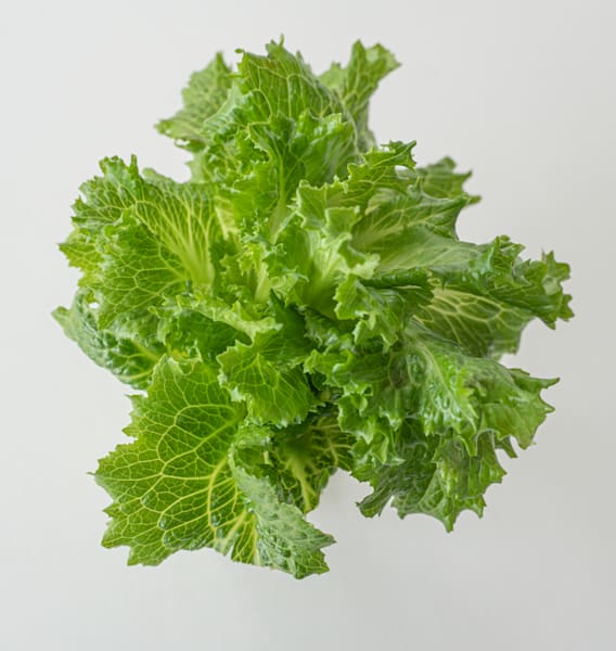 Lettuce From The Garden
