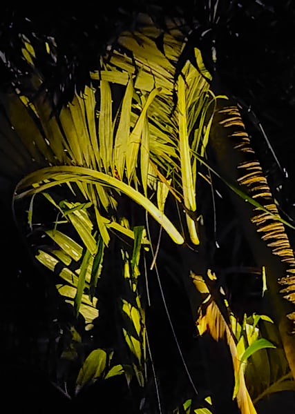 Lighted Palms