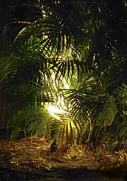 Palms with Light