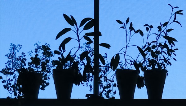 Plants in The Window