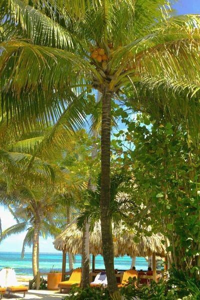 Tropical Escape 