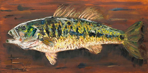 Dream Catch Spotted Bass