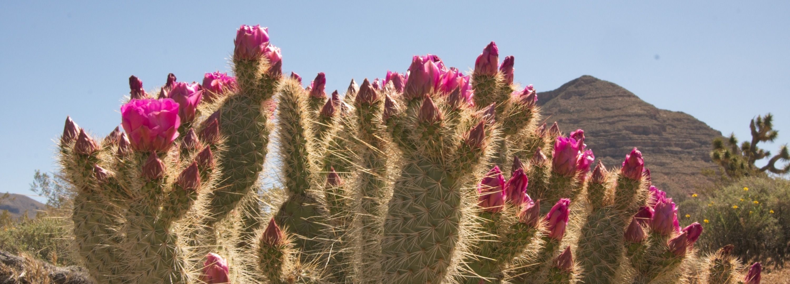 
        <div class='title'>
          CACTUS BLOOM awusgy
        </div>
       