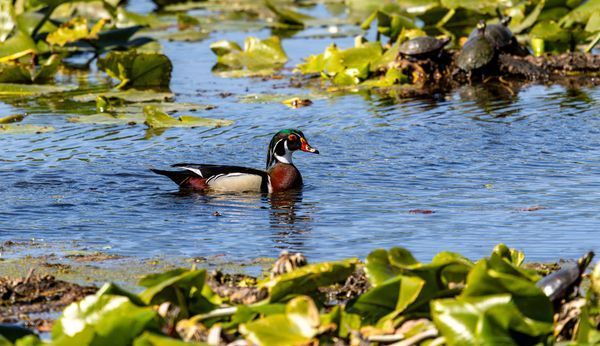 Ducks