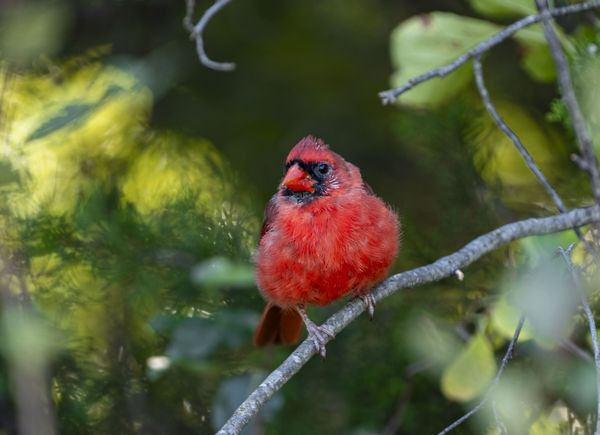 Cardinals