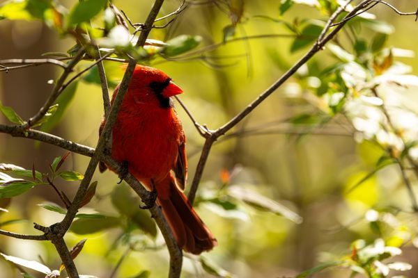 Cardinals