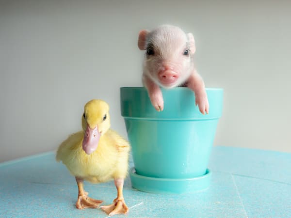 The Wild Wee Ones 