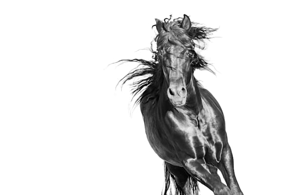  The Soul of The Horse 