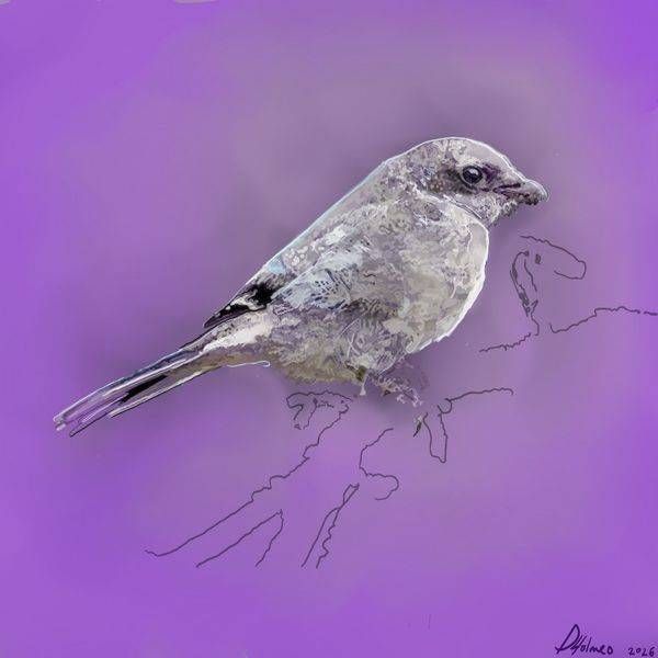 A Nameless Bird Art | Labyrinthus Sum Art