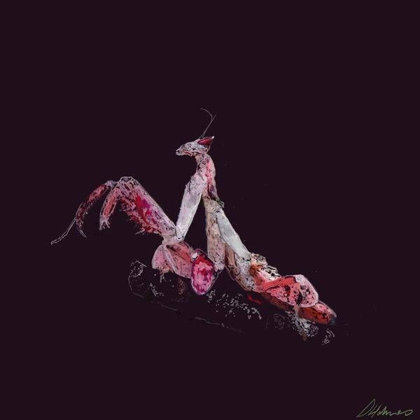 Orchid Mantis Art | Labyrinthus Sum Art
