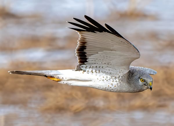 Wildlife
