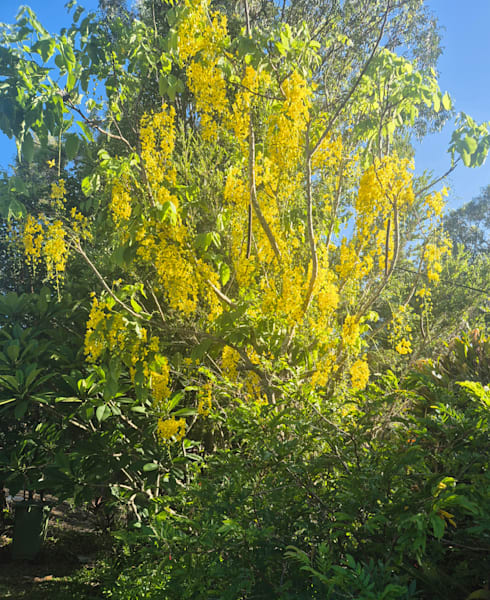 Tropical Colors