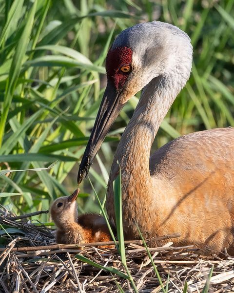 BIRDS: Behavior and Beauty