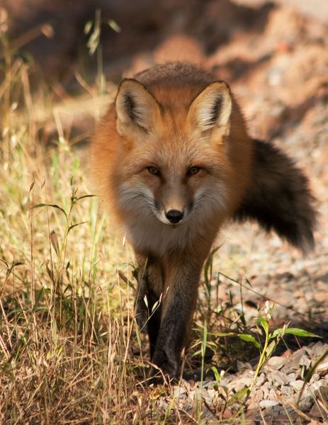 Wildlife of All Types